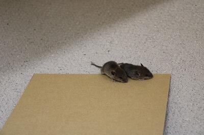 ねずみのきょうだいでしょうか･･･。