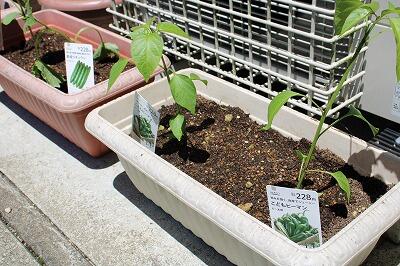 キュウリ、ピーマン