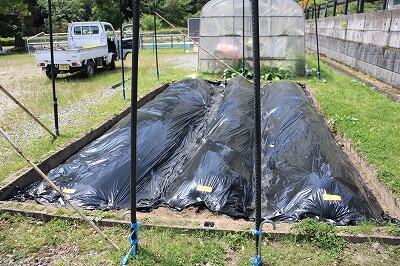 畝（うね）を３つ作りました