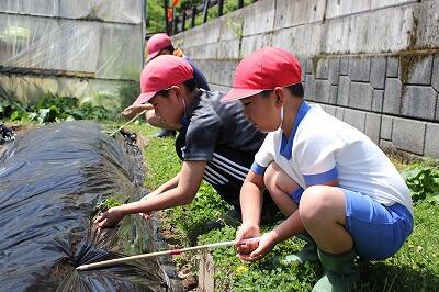 1年生も6年生に教えてもらいながら