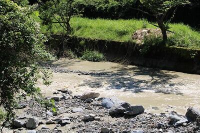 近くの不土野川です。雨のせいで濁っています。