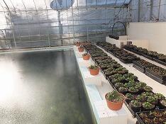 プールは花育ての場所にもなっています。