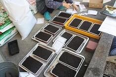 種まきのようす