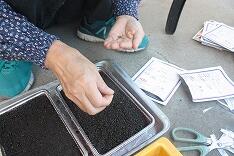 種まきのようす