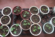 植え替えたサイネリアの苗