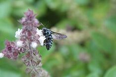 幸福のブルービー