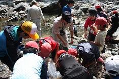 ウナギの稚魚の放流