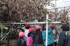 キウイの収穫のようす