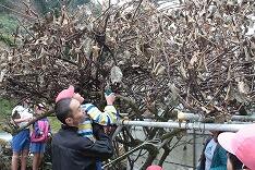 キウイの収穫のようす