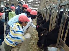 牛とふれあう子ども達