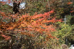 小崎の紅葉