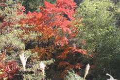 小崎の紅葉