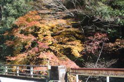 小崎の紅葉