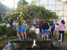 キウイの収穫のょうす