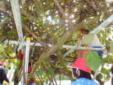 キウイの収穫のようす