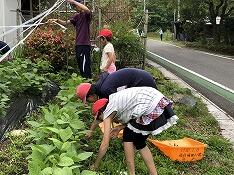 草取りをしている児童