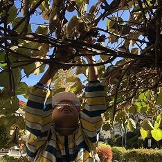 キウイの収穫２