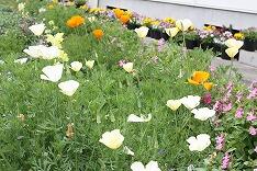 カリフォルニアポピー（花菱草）