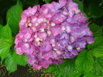 あじさいいの花