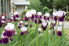 ジャーマンアイリス