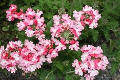 バーベナ（美女桜）