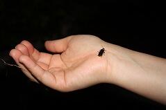 手に乗ったホタル