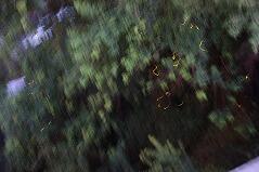 暗くなりだして動き出したホタルたち