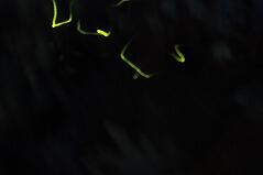 飛び交うホタルたち