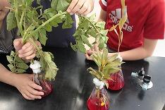 ジャガイモ・ホウセンカ・ヒメジョオン