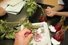 中も切って調べました。