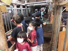 牛に関する学習