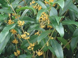 ９月末のキンモクセイ