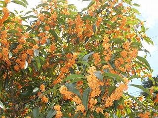 １０月２０日頃のキンモクセイ