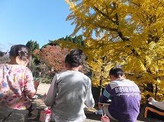 イチョウの木の下で