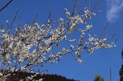 キャンディーズが懐かしいです