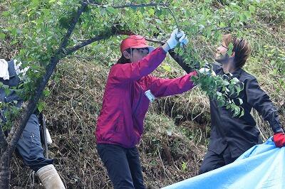 ばあちゃんに梅ジュースつくってもーらおーっと