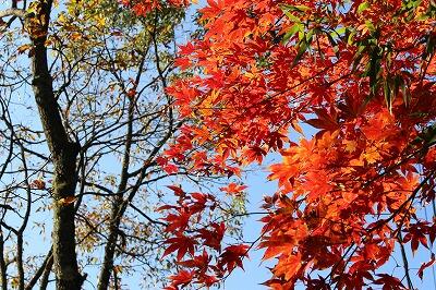 紅葉