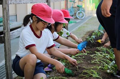 大きくなーれ。おいしくなーれ。