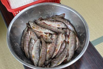 りっぱなヤマメがたくさん