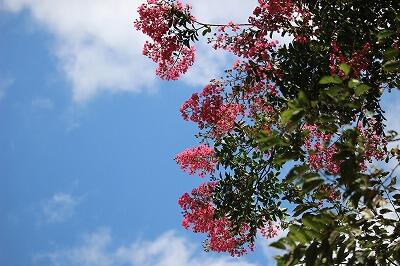 今日も　あっつい！