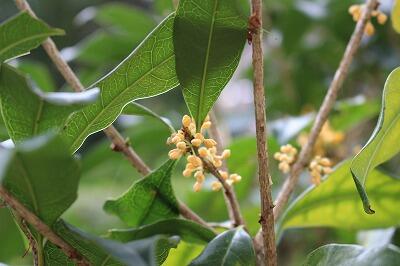 グラウンドのキンモクセイ