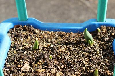 春よー、遠き春よー