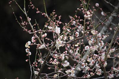 たくさん梅の実がなりますように