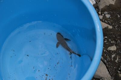 ハゼのなかまです