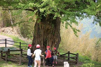 樹齢700年と言われています