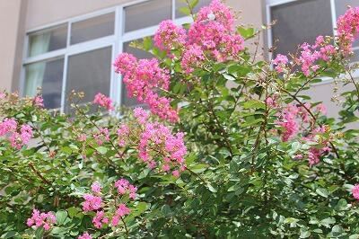 今日もあっついなー