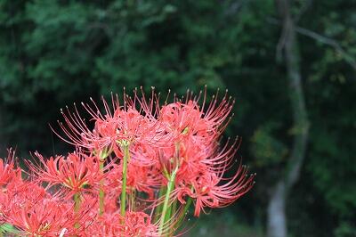 ごんぎつねの情景が思い浮かびます