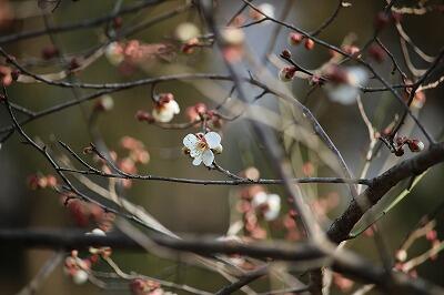春がもうすぐ・・・