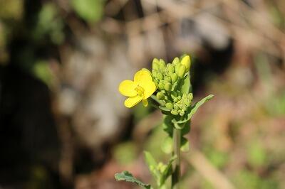 咲いたよー。春だよー。