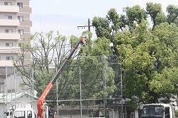 木の伐採作業のようす